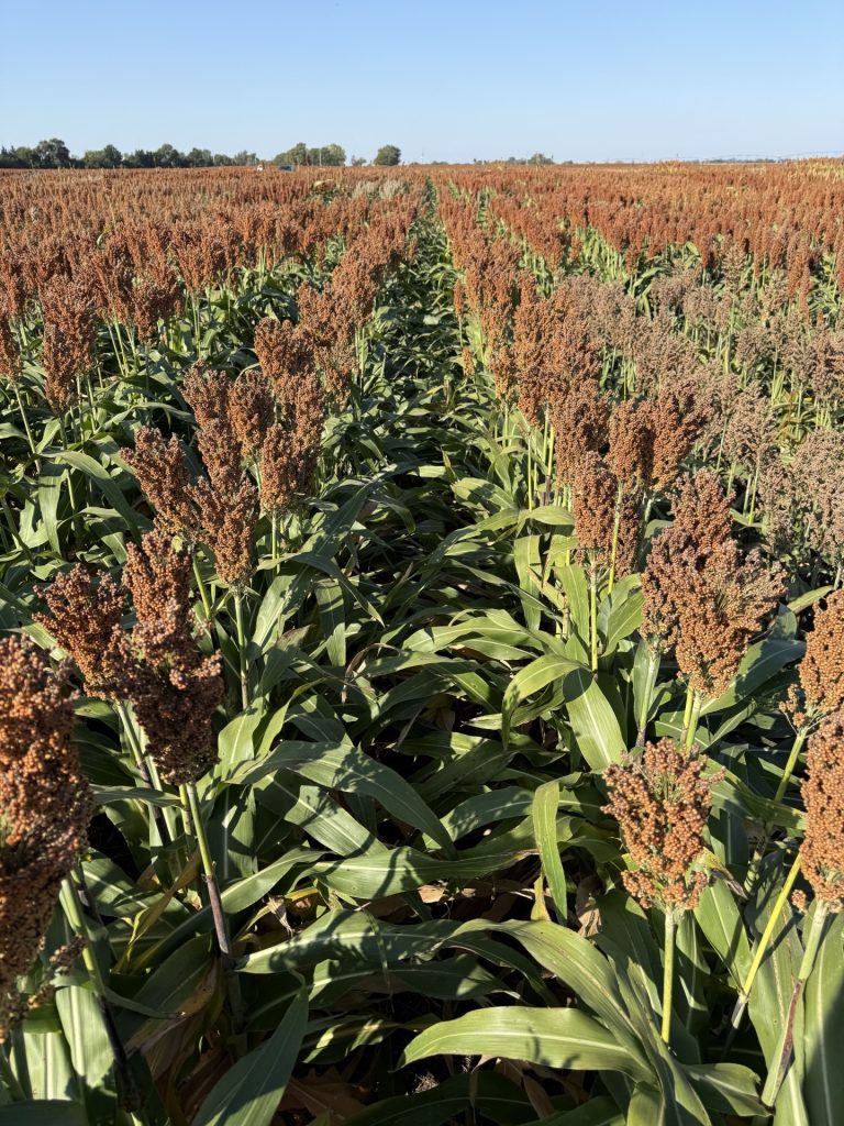DEKALB is introducing DKS52-76 grain sorghum in 2027. (Courtesy photo.)
