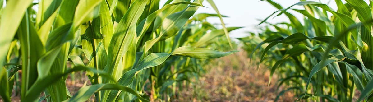 Looking down a corn row in a no-till planted field. (Adobe Stock │ #114167847- Margaret Burlingham)