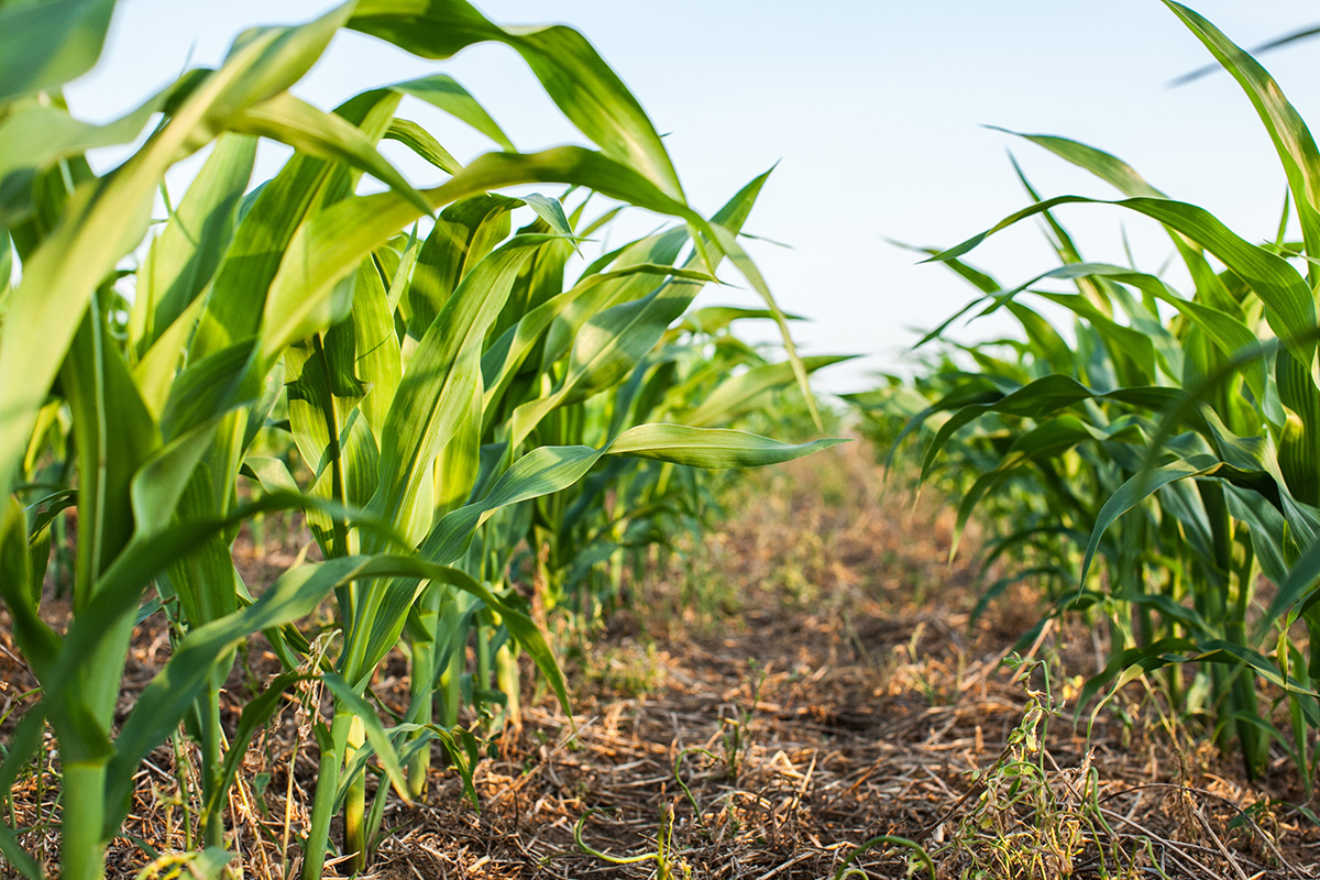 Looking down a corn row in a no-till planted field. (Adobe Stock │ #114167847- Margaret Burlingham)