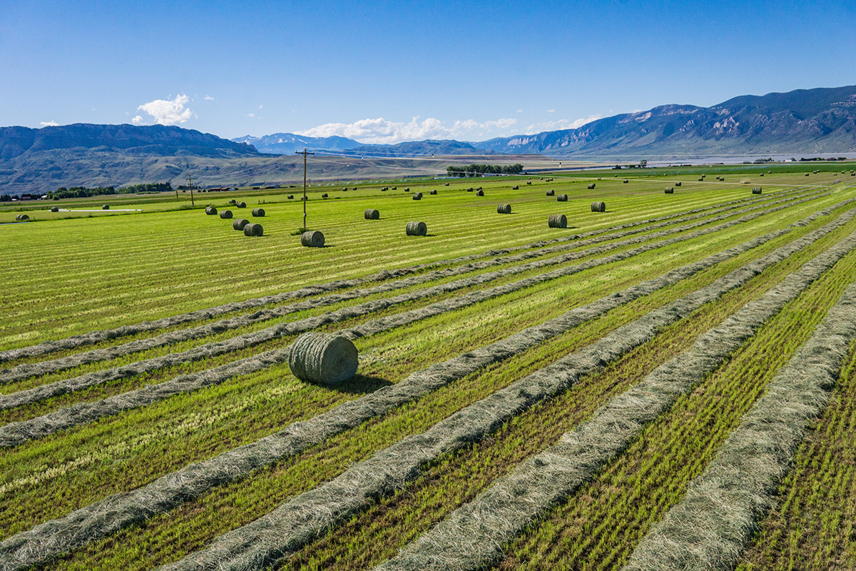 Wide View of Green Farm Field. (Adobe Stock │ #218562284 - kenkistler1)