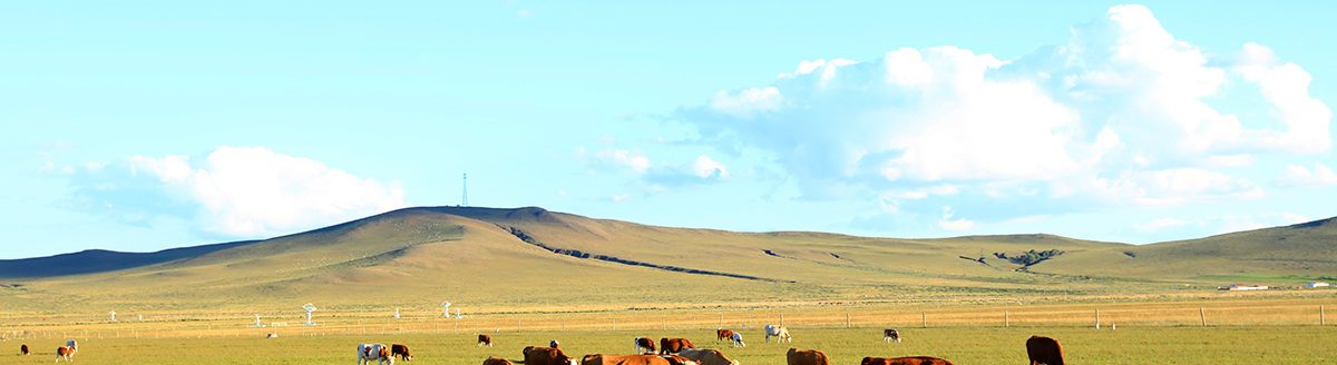 A herd of cattle are eating grass on the grassland. (Adobe Stock │ #316982109 - zhengzaishanchu)