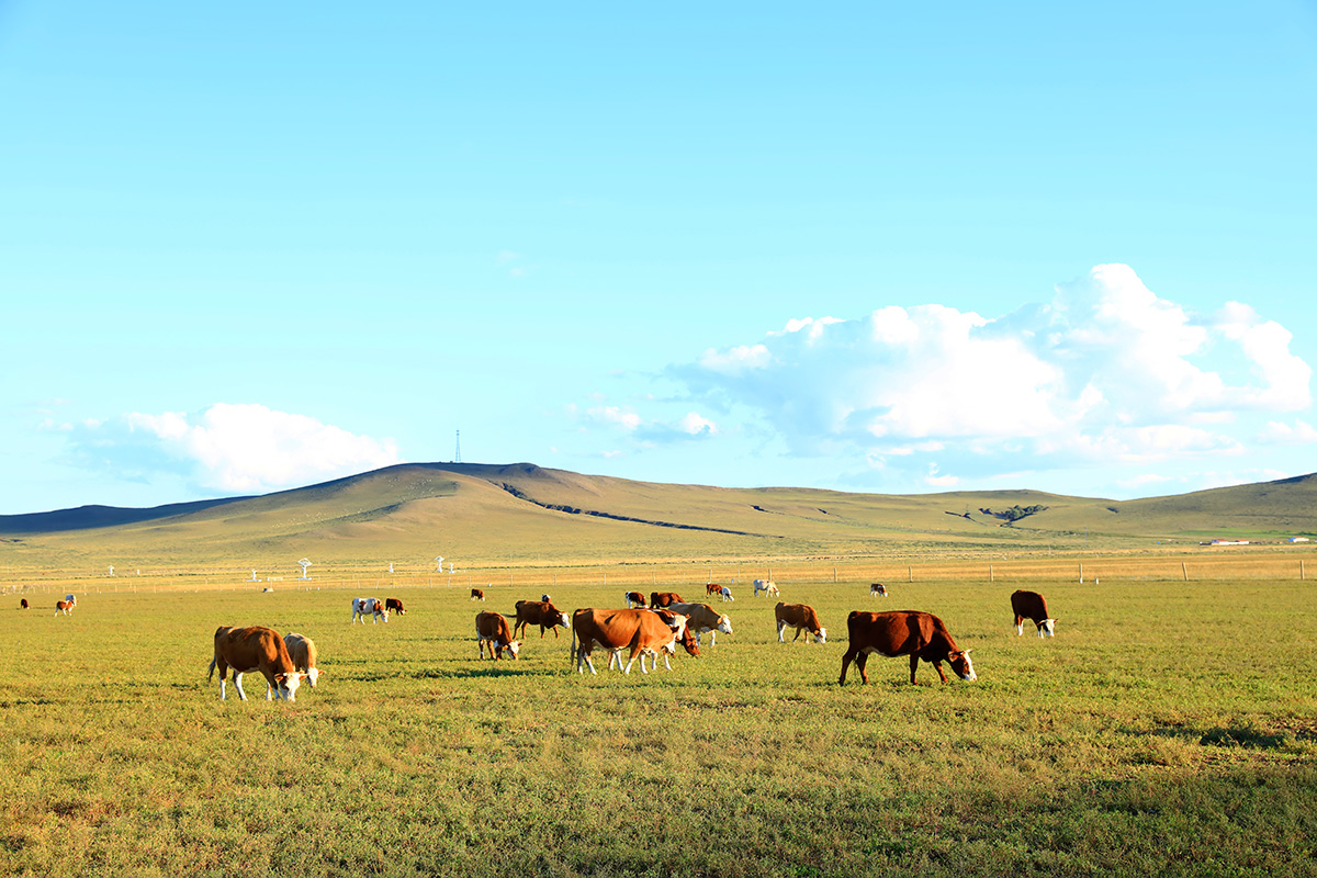 A herd of cattle are eating grass on the grassland. (Adobe Stock │ #316982109 - zhengzaishanchu)