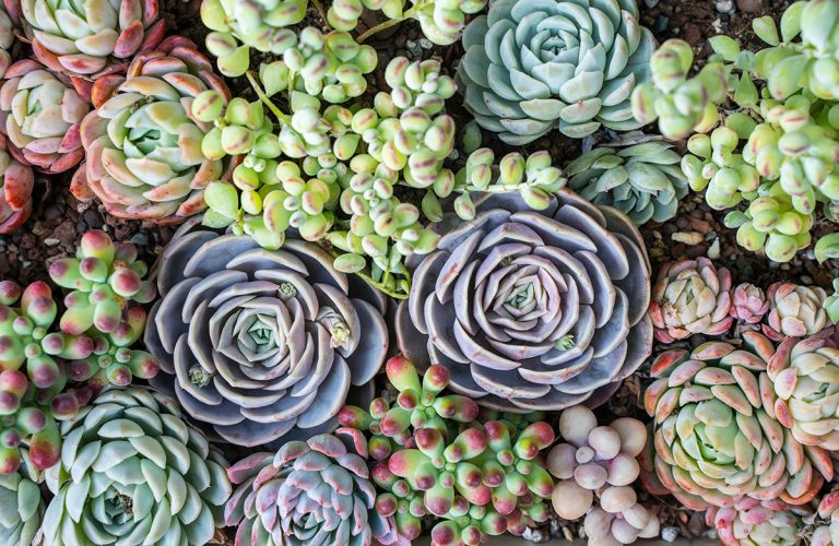 Miniature succulent plants in a planter. (Adobe Stock │ #335986421 - xiaoliangge)
