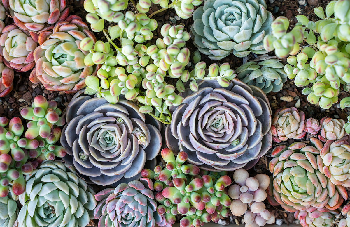 Miniature succulent plants in a planter. (Adobe Stock │ #335986421 - xiaoliangge)