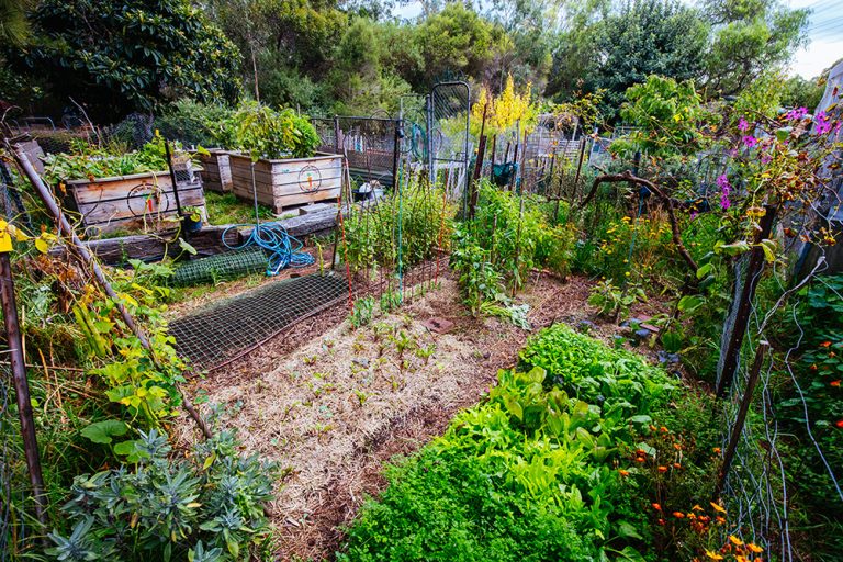 Urban Garden Plot. (Adobe Stock │ #431339967 - FiledIMAGE)