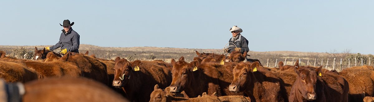 Working cowboys. (Adobe Stock │ #528823598- Terri Cage)