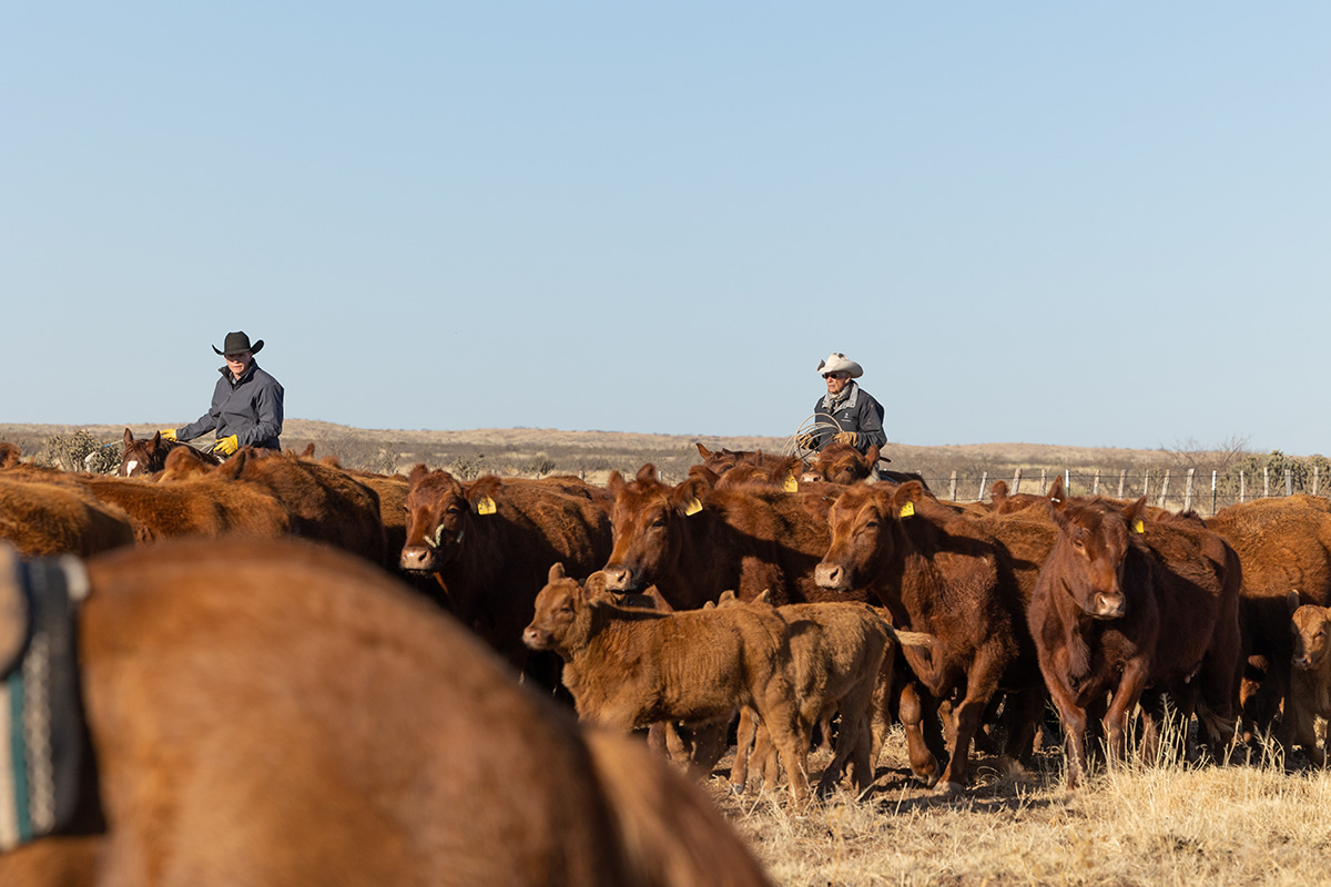 Working cowboys. (Adobe Stock │ #528823598- Terri Cage)