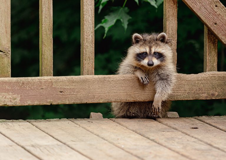 Baby raccoon climbing over wooden railing onto deck. (Adobe Stock │ #623433771 - Anne)