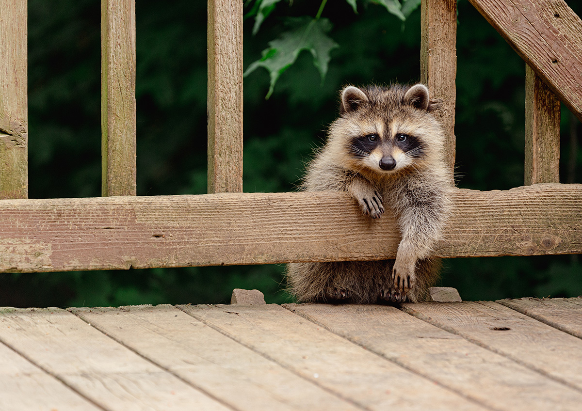 Studies indicate raccoons are becoming more domesticated, but don’t treat them as pets