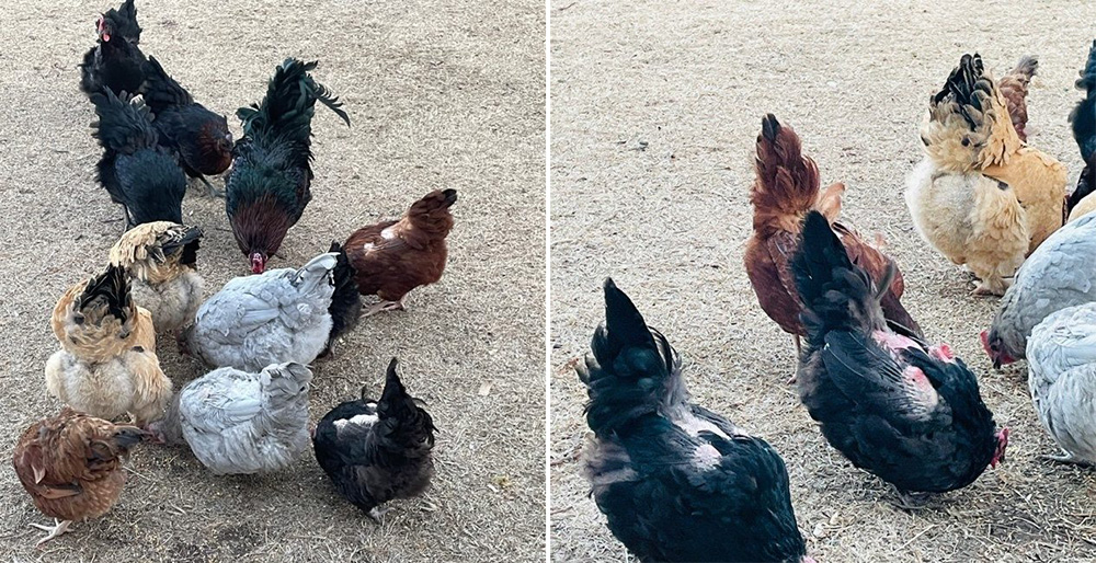 Bare backed chickens after mating damage. (HPJ photo by Alissa Weece)