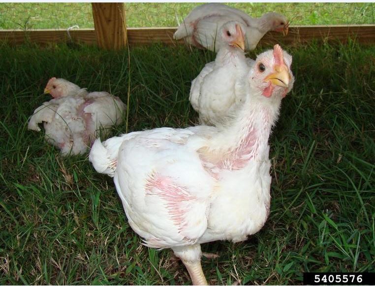 Chickens during the molting process. (Photo Credit: UGA)