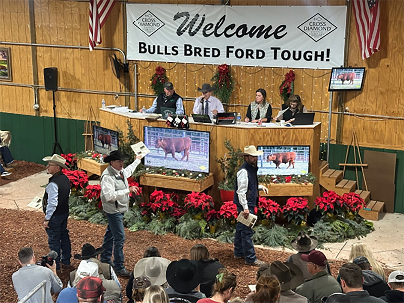 Cross Diamond 20th Annual Production Sale (Photo Courtesy of Cross Diamond Cattle Company)