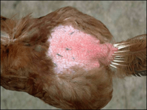Chicken with typical feather loss from depluming mite infestation. (File photograph courtesy of Dr. H. John Barnes, College of Veterinary Medicine, North Carolina State University)