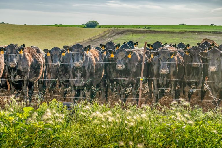 Cattle