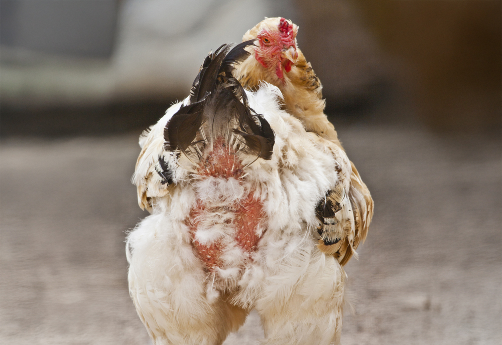 Close up view of a white chicken. (iStock │ #1222480328 - membio)