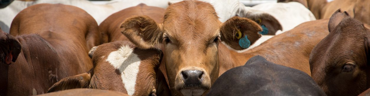 Cattle in a feed lot or feed yard. (iStock │ #1302314885 - Clinton Austin)