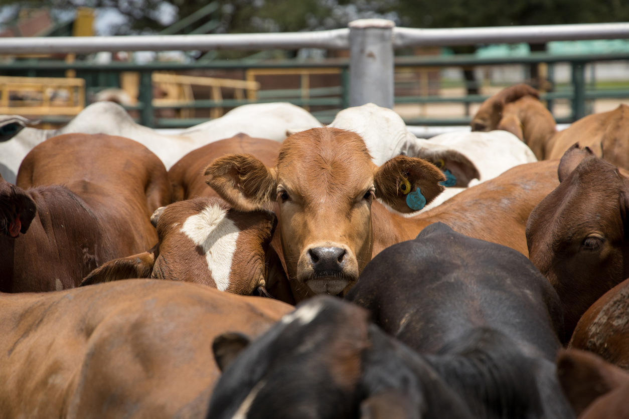Cattle in a feed lot or feed yard. (iStock │ #1302314885 - Clinton Austin)