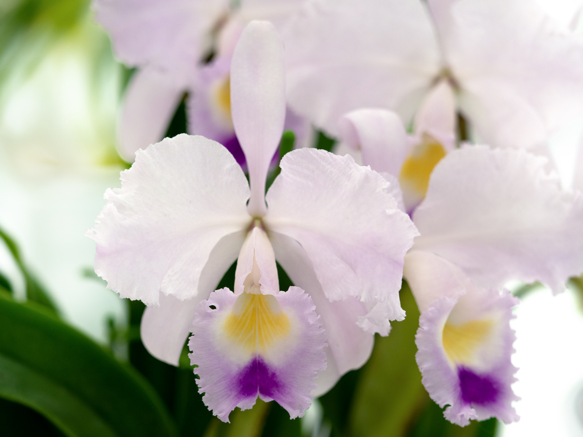 Cattleya flowers. (iStock │ #1369244476 - y-studio)