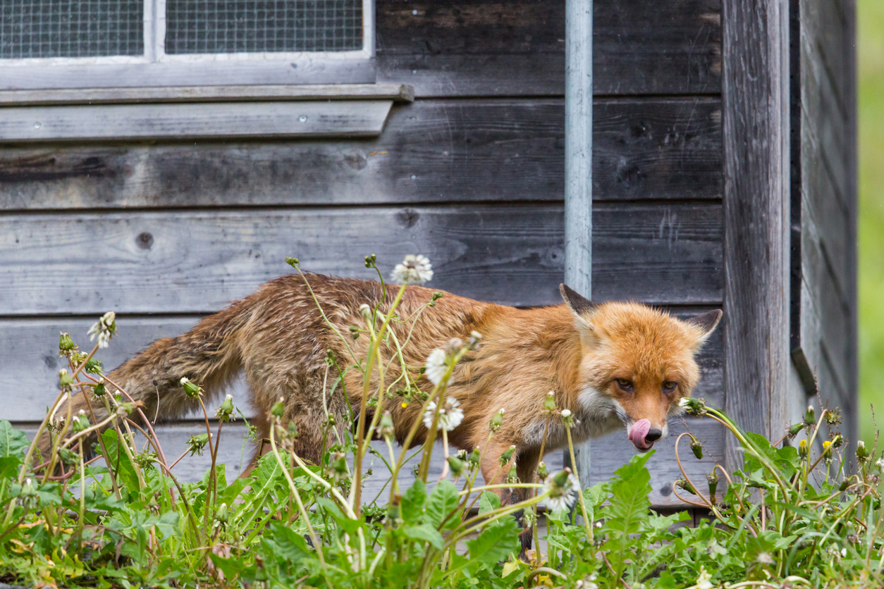 Hungry red fox standing before henhouse showing tongue. (iStock │ #687460018 - phalder)