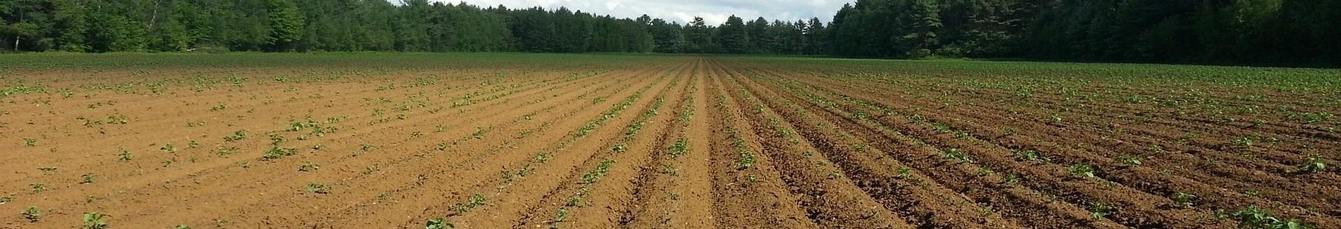 Dirt rows: Public Domains Pictures.