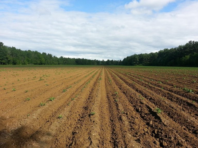 Dirt rows: Public Domains Pictures.