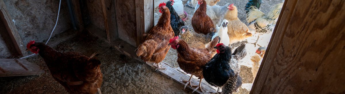Protecting backyard chickens from avian influenza takes implementation of a consistent biosecurity regimen that reduces the potential for the virus to be introduced to your farm. (Laura McKenzie/Texas A&M AgriLife)