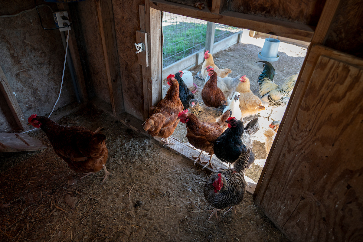 Protecting backyard chickens from avian influenza takes implementation of a consistent biosecurity regimen that reduces the potential for the virus to be introduced to your farm. (Laura McKenzie/Texas A&M AgriLife)
