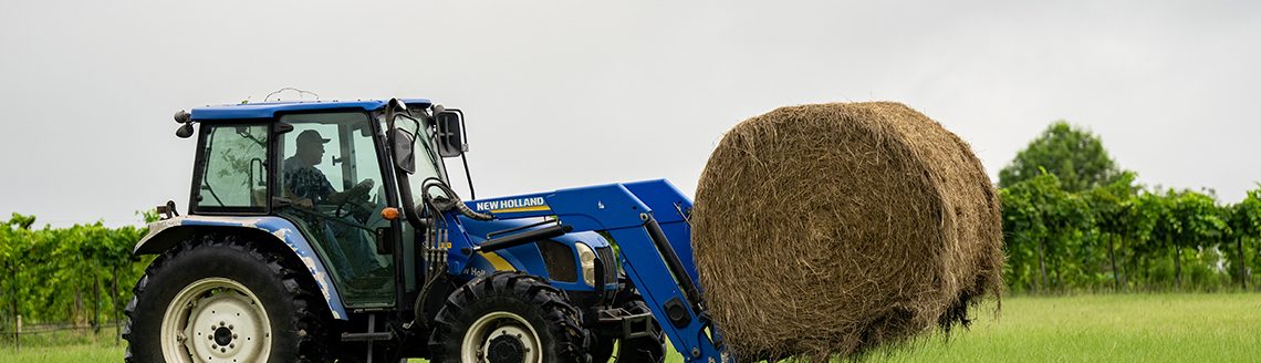 A bumper hay crop is starting to dwindle as supplies are being used in the wake of dry weather. (Sam Craft/Texas A&M AgriLife)