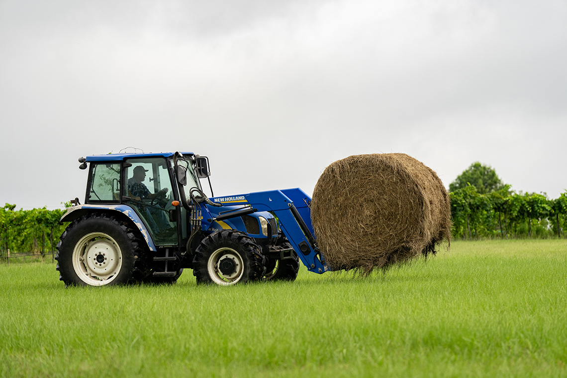 A bumper hay crop is starting to dwindle as supplies are being used in the wake of dry weather. (Sam Craft/Texas A&M AgriLife)