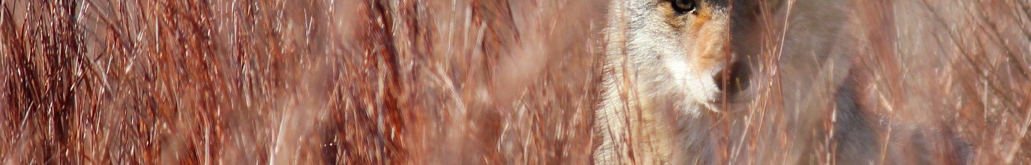 Coyote in brush (K-State Research and Extension)
