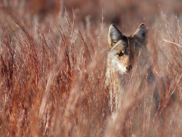 Coyote in brush (K-State Research and Extension)