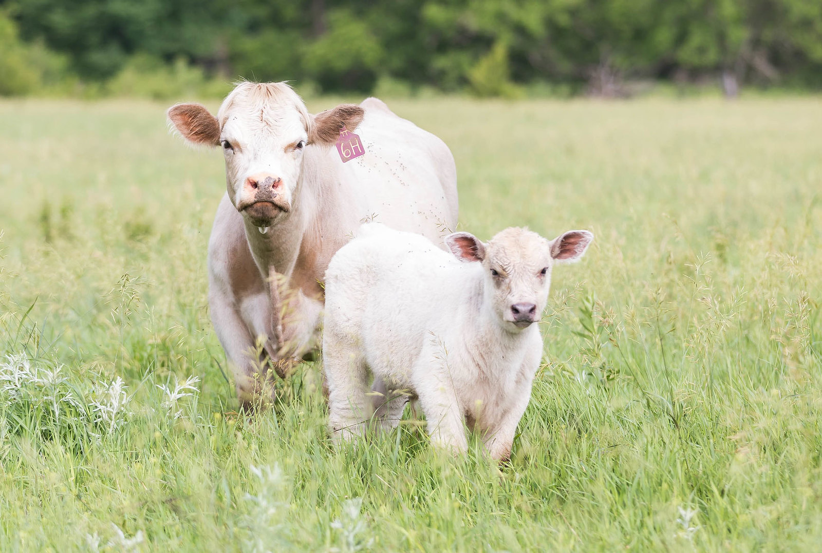 Charolais cow-calf pair. (K-State Research and Extension)