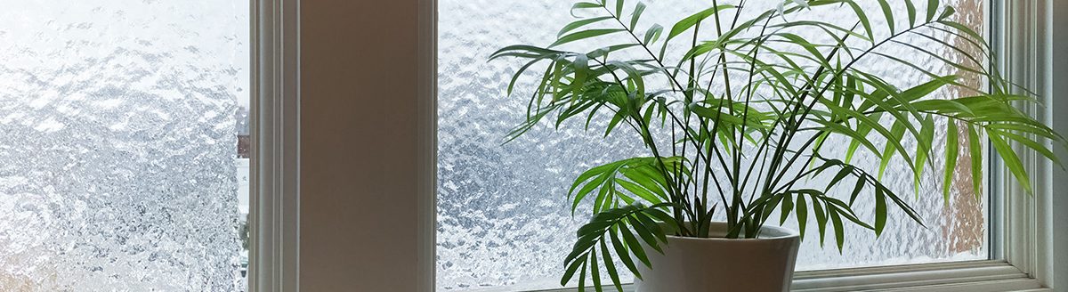 Green plant and frosted window. (Adobe Stock │ #150300423 - Studio Light & Shade)