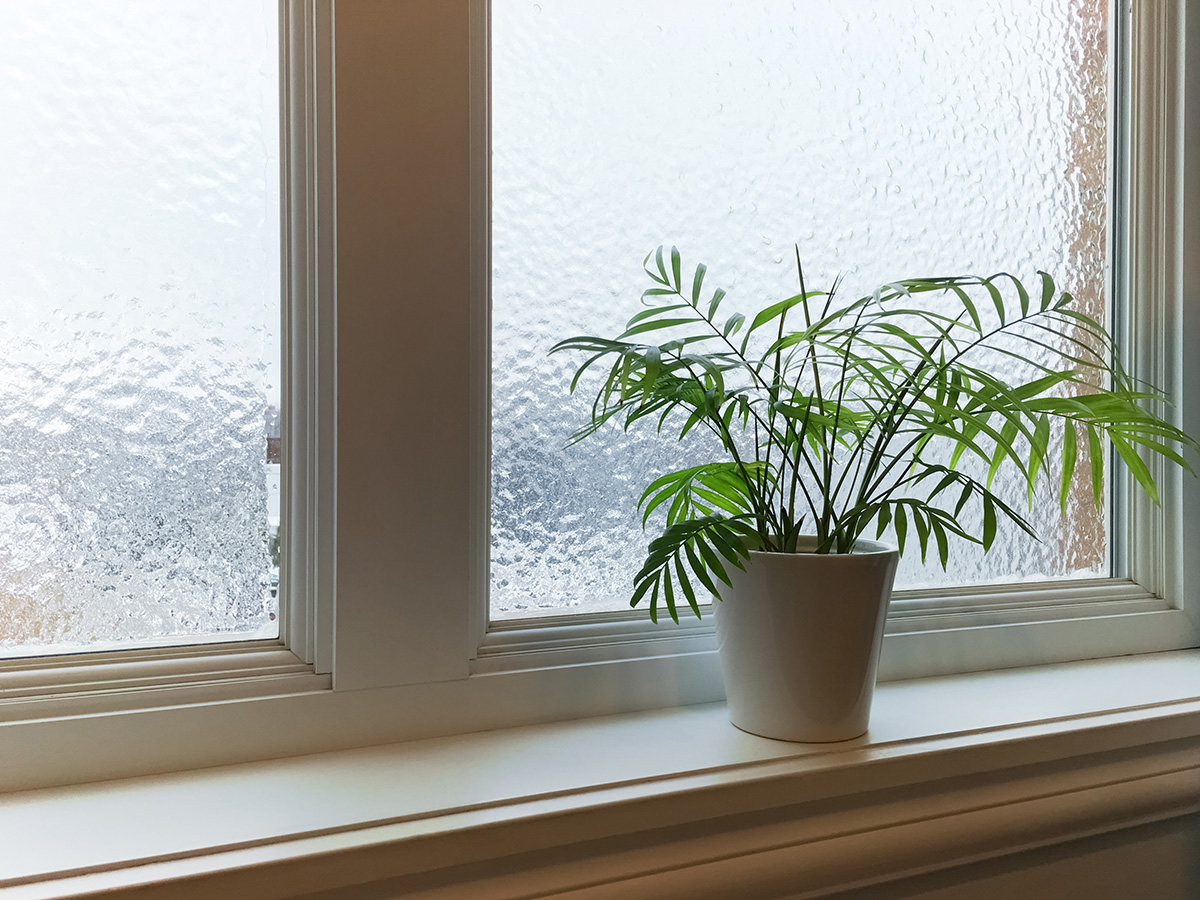 Green plant and frosted window. (Adobe Stock │ #150300423 - Studio Light & Shade)