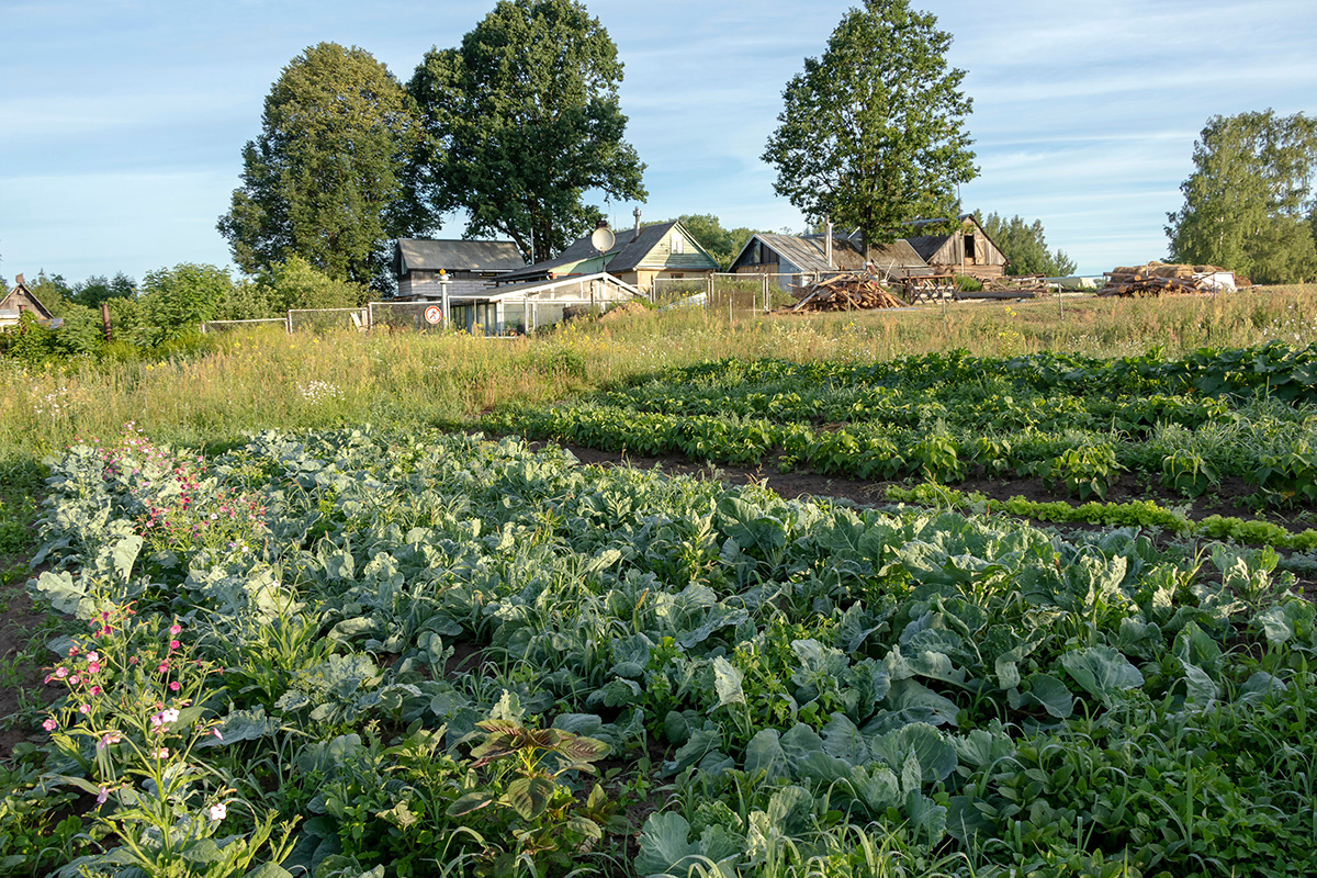 Vegetables growing in permaculture garden, traditional countryside landscape. (Adobe Stock │ #275817391 - nomadkate)