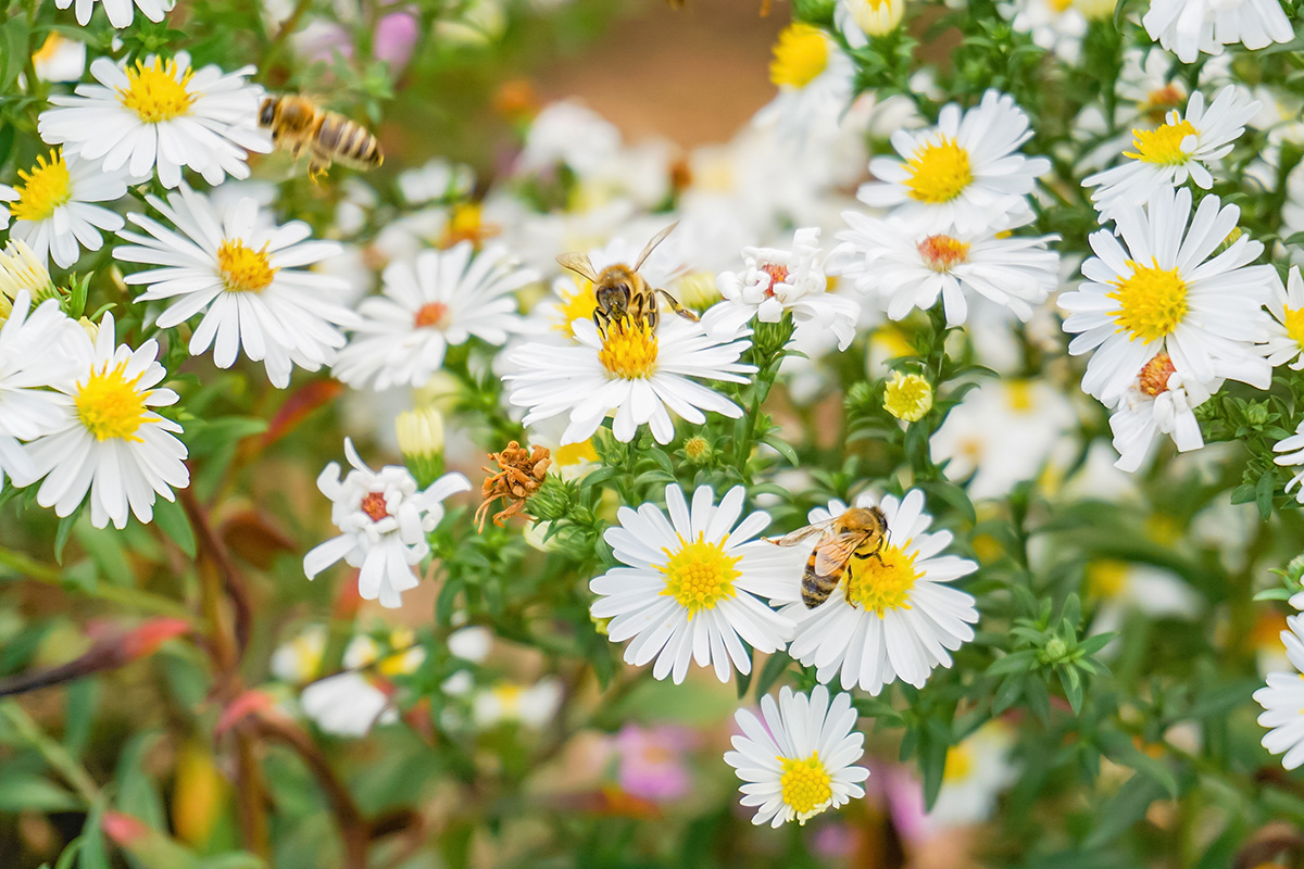 A bee on a chrysanthemum extracts nectar to make sweet honey. (Adobe Stock │ #295334838 - andov)