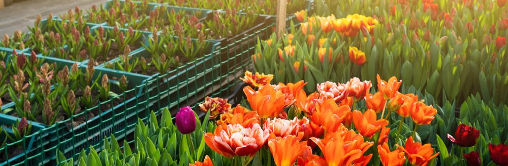 Greenhouses for growing flowers. Floriculture industry. (Adobe Stock │ #324152205 - scharfsinn86)