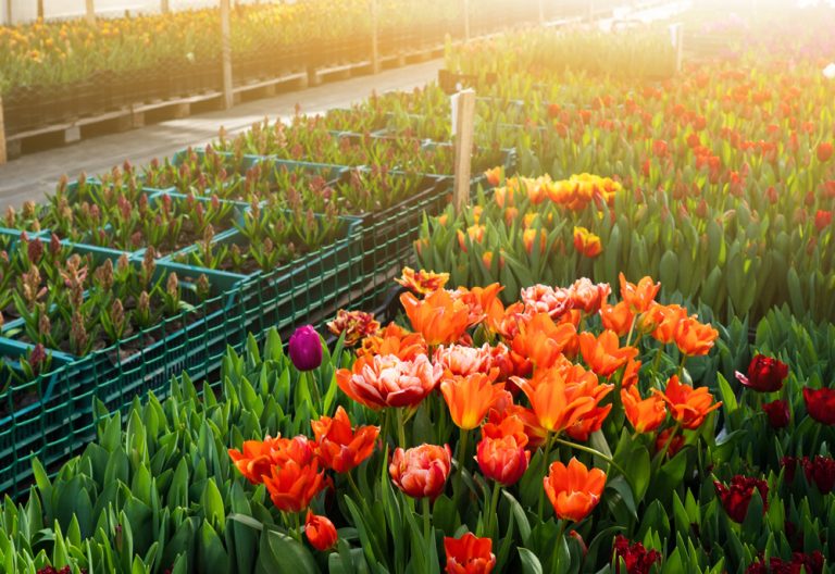 Greenhouses for growing flowers. Floriculture industry. (Adobe Stock │ #324152205 - scharfsinn86)