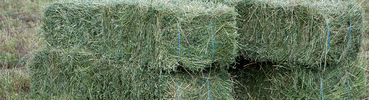 Square bales of alfalfa hay for cattle are lying on the field. (Adobe Stock │ #369798473 - malshak_off)