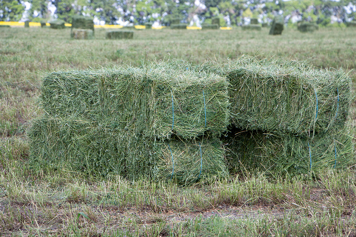 Square bales of alfalfa hay for cattle are lying on the field. (Adobe Stock │ #369798473 - malshak_off)