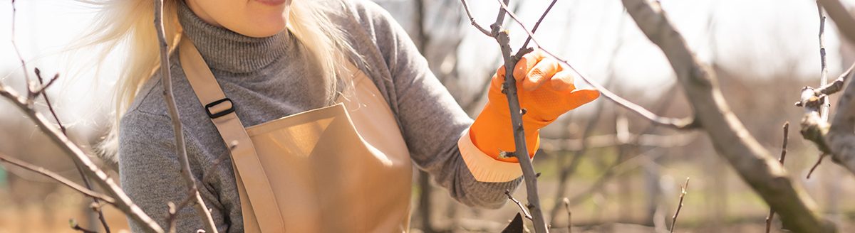 Female gardener pruning fruit tree in early spring. (Adobe Stock │ #552780790 - Angelov)