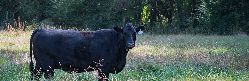 Black Angus cow in tall fescue. (Adobe Stock │ #663974851 - jackienix)
