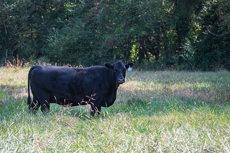Black Angus cow in tall fescue. (Adobe Stock │ #663974851 - jackienix)