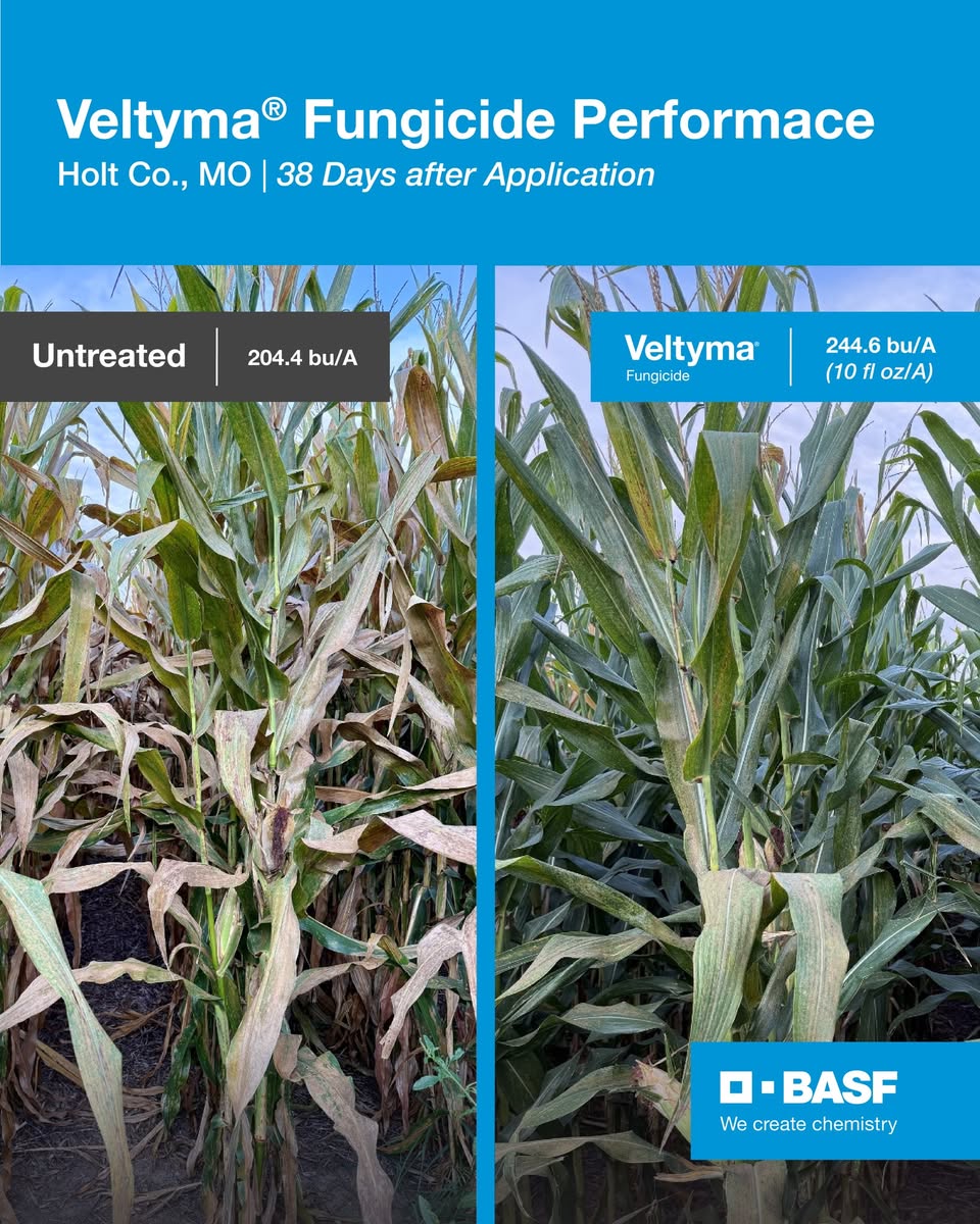 IPhoto courtesy of BASF.)