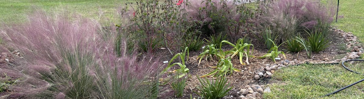 A rain garden designed to capture and filter stormwater. The garden uses native plants and engineered soil to slow runoff and reduce localized flooding. (Texas A&M AgriLife)