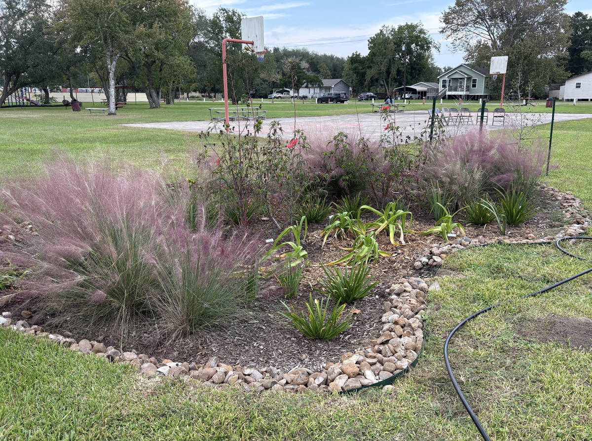 A rain garden designed to capture and filter stormwater. The garden uses native plants and engineered soil to slow runoff and reduce localized flooding. (Texas A&M AgriLife)