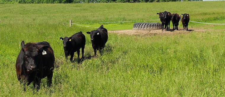 Cows (File photo by Linda Geist- University of Missouri Extension)