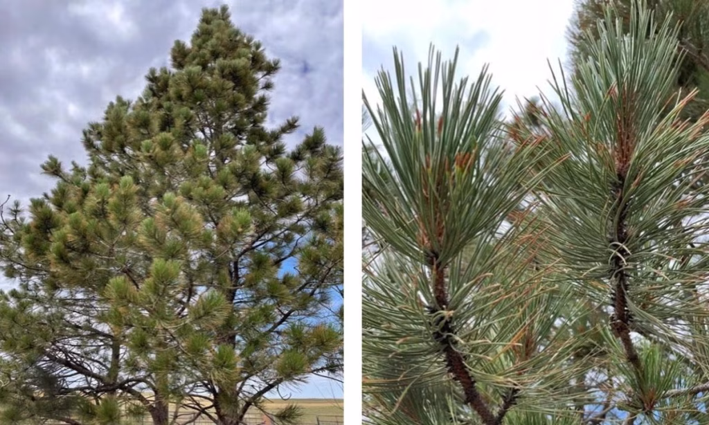 Ponderosa pine trees are found across South Dakota in wooded areas and are especially common across the Black Hills region. (Photo: Jessalyn Bachler, SDSU Extension)