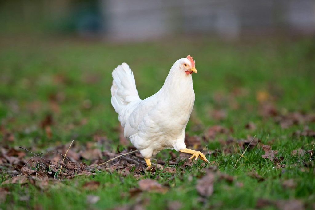 Breaking down the breed: Leghorn 