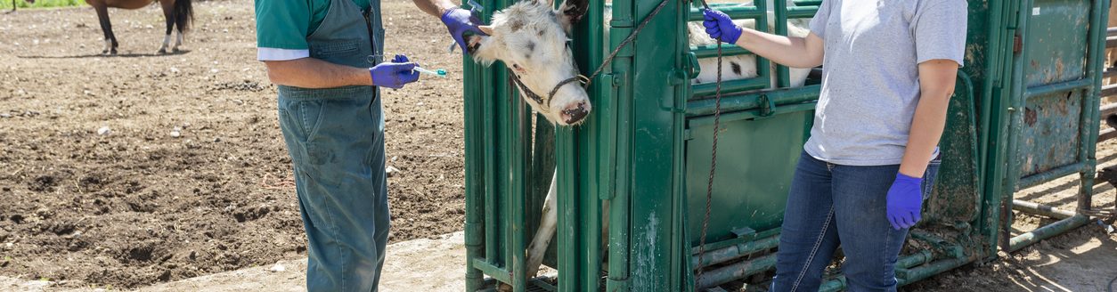 Cattle being treated by a veterinarian. (iStock │ #1032411090 - davidf)